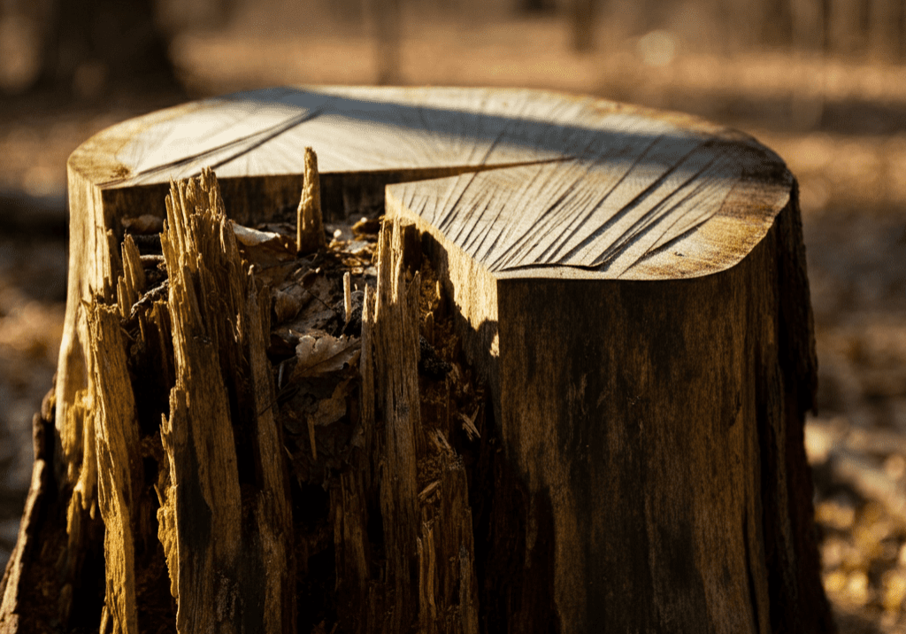 Stump Remover Service Edwardsville IL